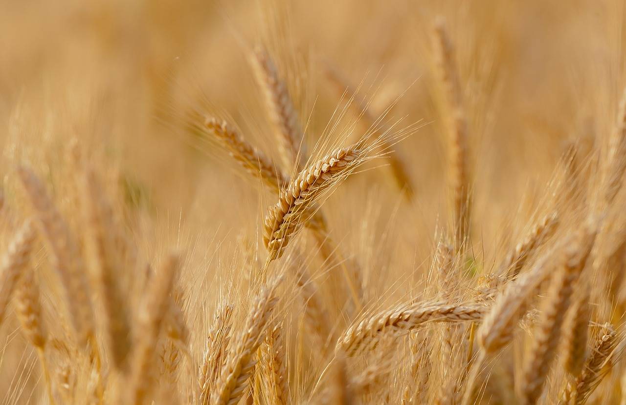  pšenica 