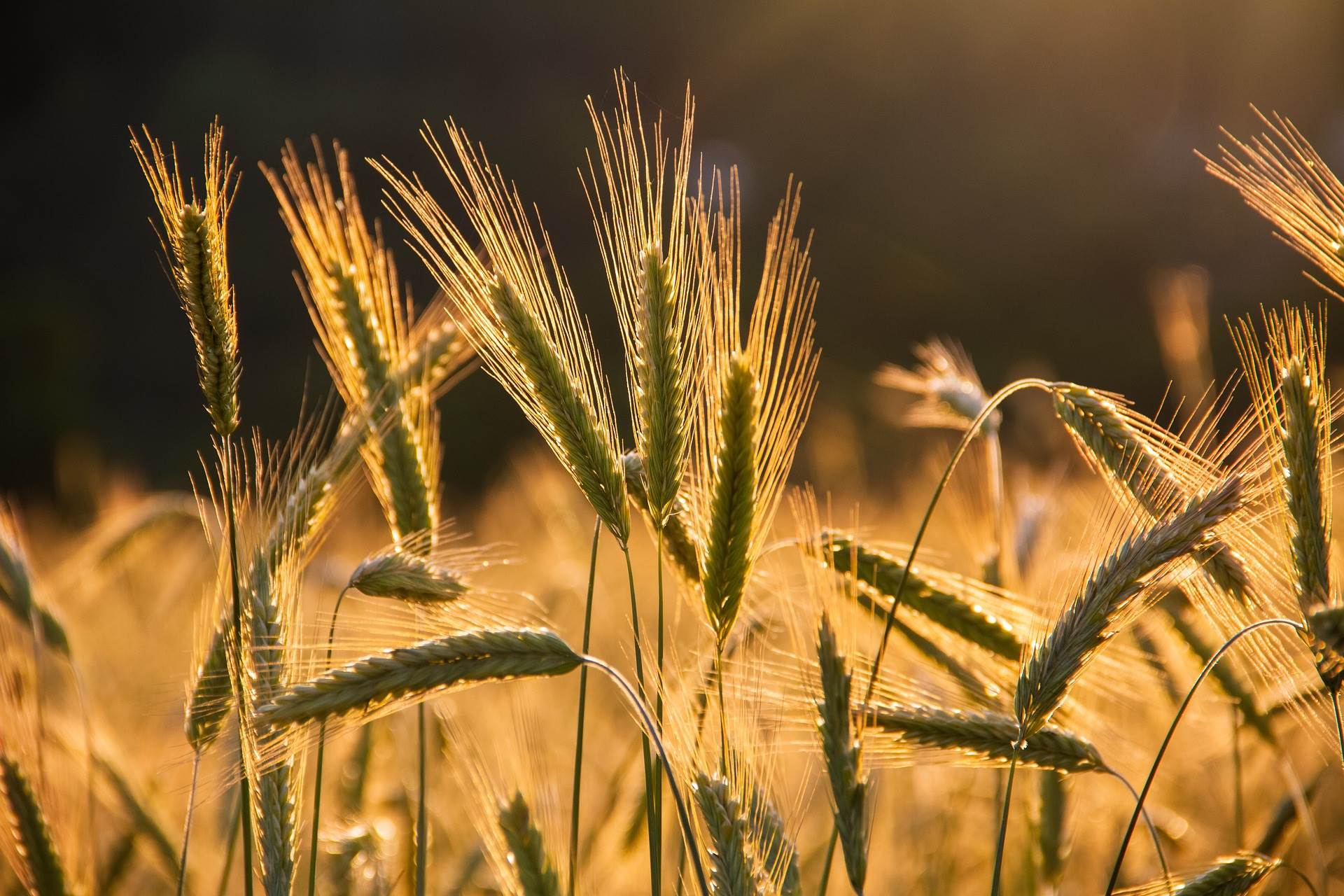 barley-ged0bccc4f_1920.jpg barley-ged0bccc4f_1920.jpg