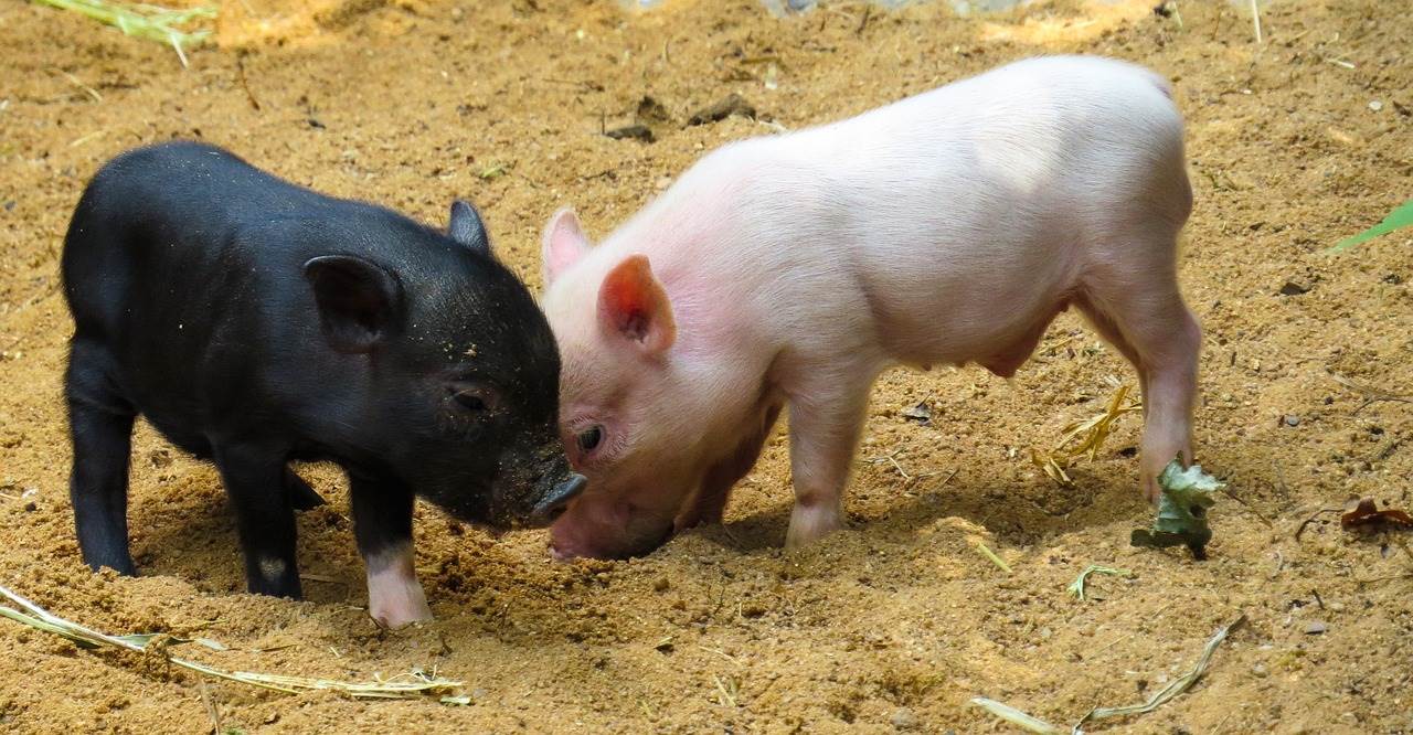 svinjska farma   svinjska farma