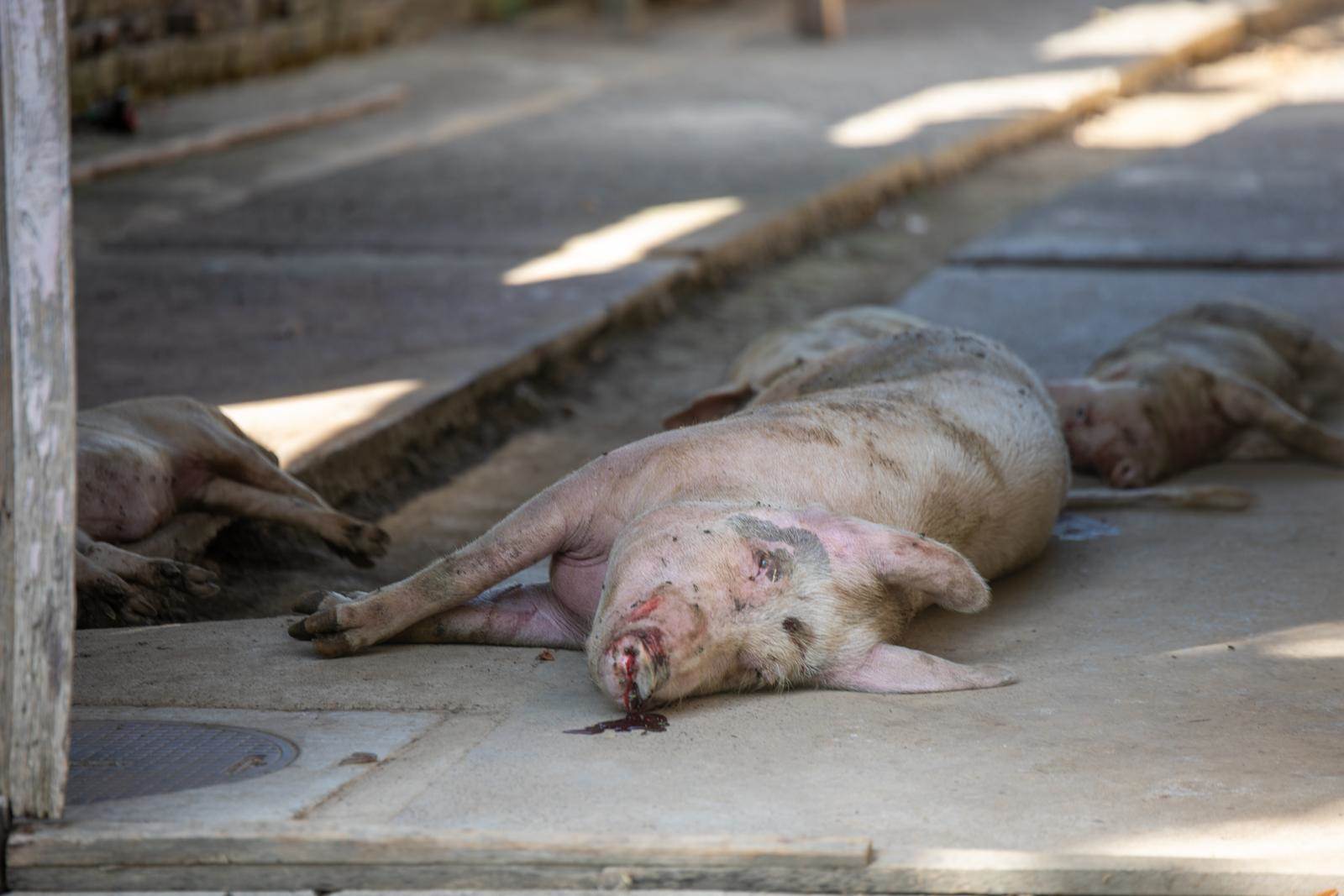  Eutanazija svinja zbog afričke svinjske kuge 