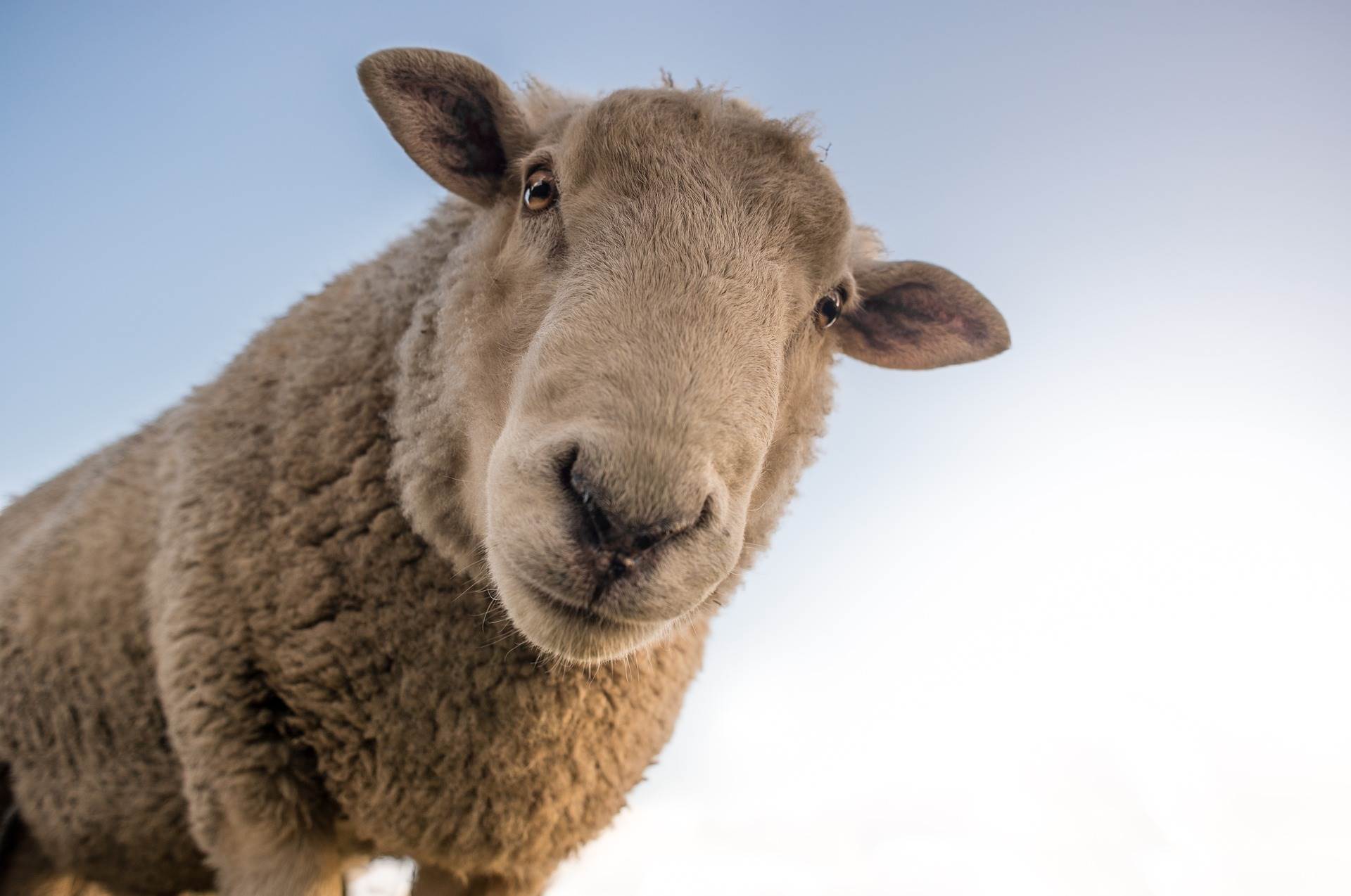 sheep-1822137_1920.jpg   sheep-1822137_1920.jpg