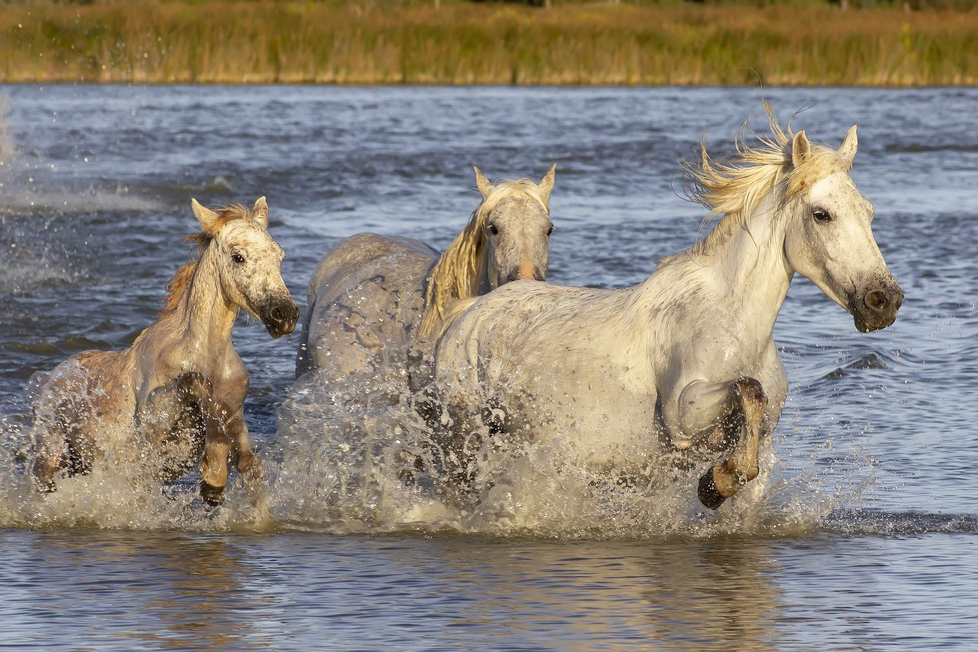  camargue-4021938_1920.jpg 