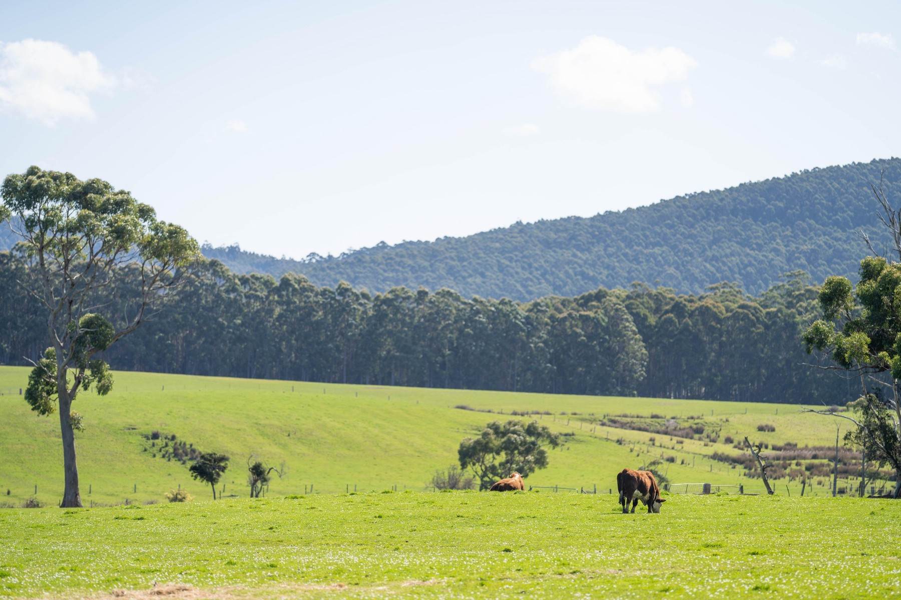 Uzgoj krava u Argentini   Uzgoj krava u Argentini