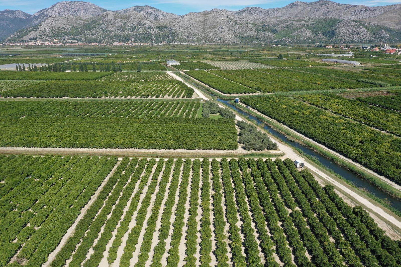 Plantaže mandarina u dolini Neretve   Plantaže mandarina u dolini Neretve