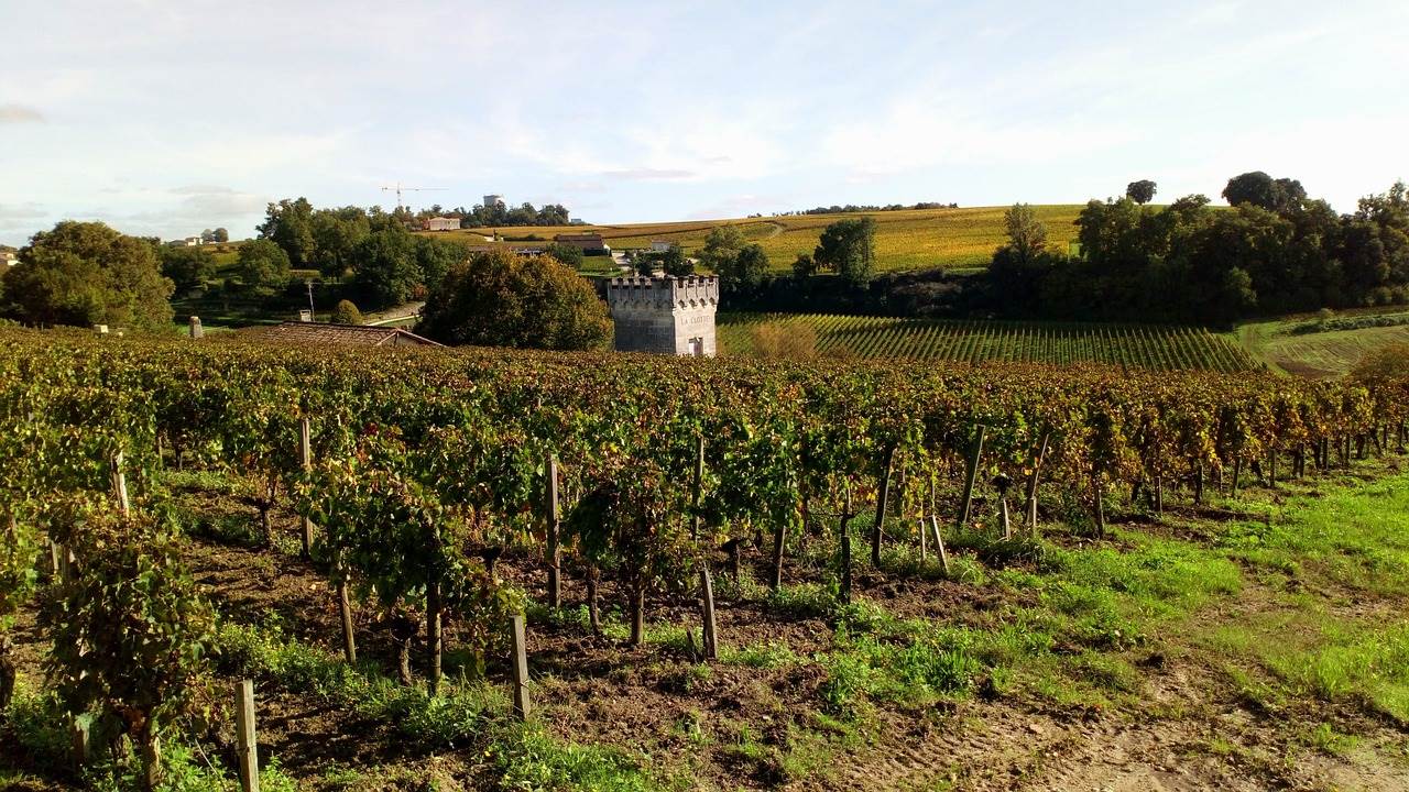  vinogradi u regiji Bordeauxa 