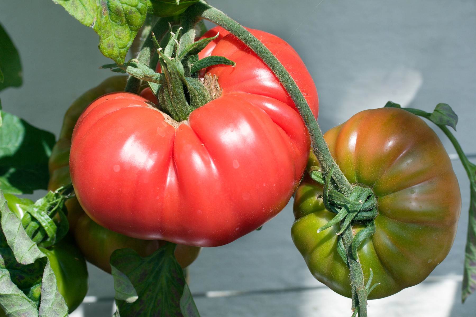 profimedia-0081356800.jpg   profimedia-0081356800.jpg