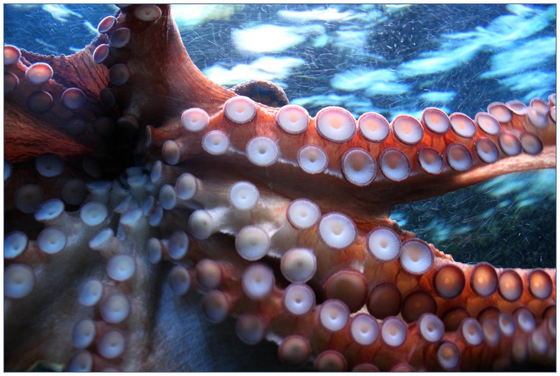 octopus-g8e0b02d07_1920.jpg octopus-g8e0b02d07_1920.jpg
