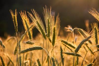 barley-ged0bccc4f_1920.jpg barley-ged0bccc4f_1920.jpg