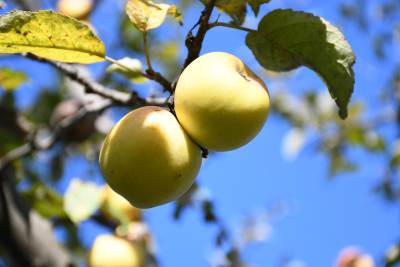 plantaža jabuka 