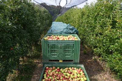 proizvodnja jabuka 