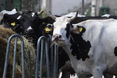 krave krave