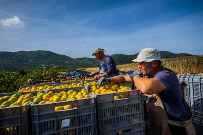 Berba mandarina u dolini Neretve Berba mandarina u dolini Neretve