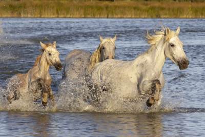 camargue-4021938_1920.jpg 