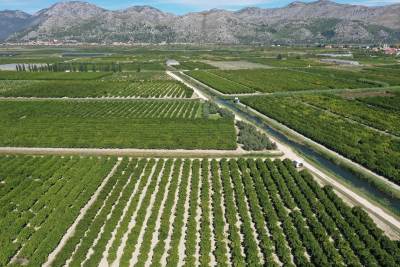 Plantaže mandarina u dolini Neretve 