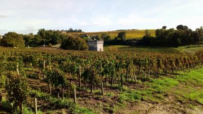 vinogradi u regiji Bordeauxa vinogradi u regiji Bordeauxa